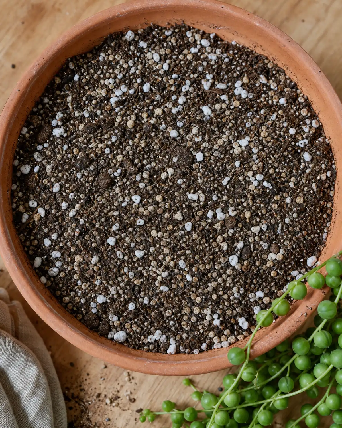 A gritty fast-draining soil mix in a terracotta pot showing visible perlite chunks and coarse sand ready for planting