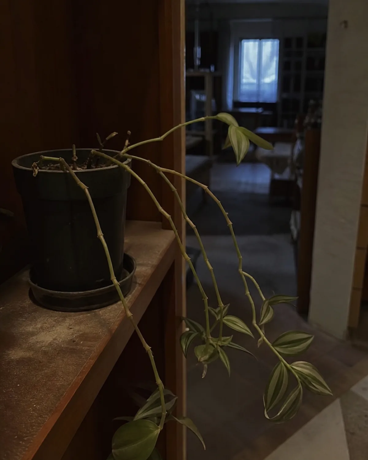 A leggy tradescantia with long bare stems and faded green leaves only at the tips, sitting in a dim corner far from the window
