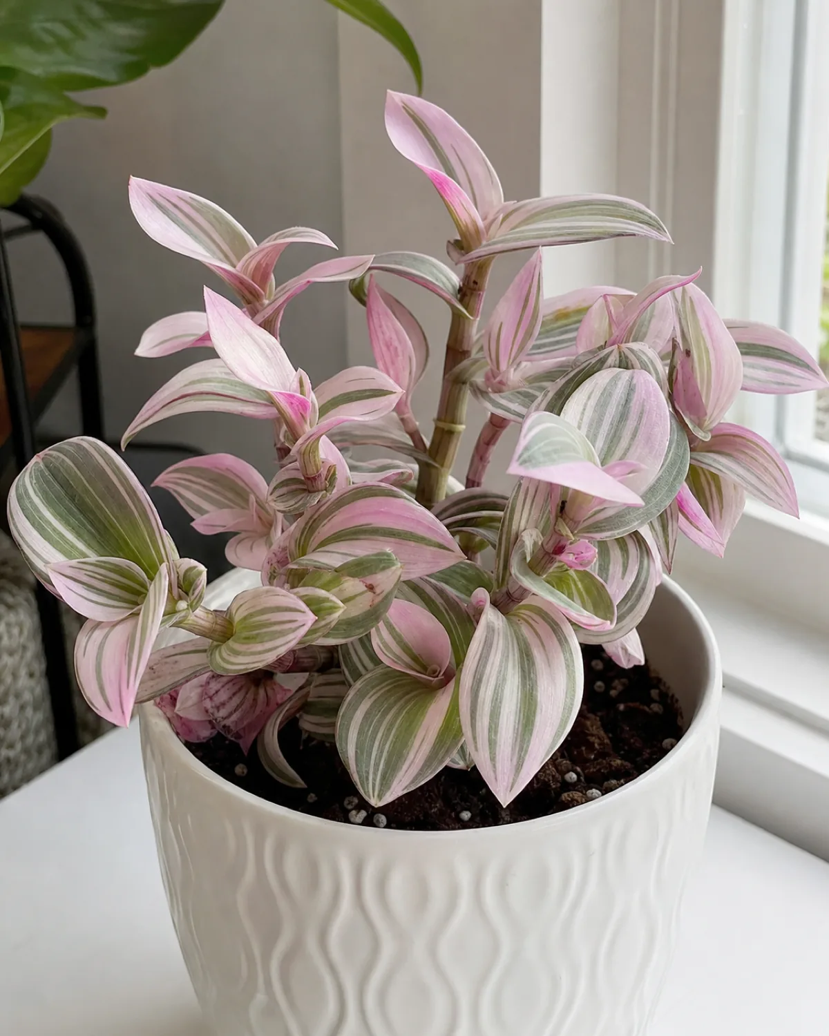 Close-up of Tradescantia nanouk with pink, green, and white candy-striped leaves in a compact cluster, in a white ceramic pot on a bright desk