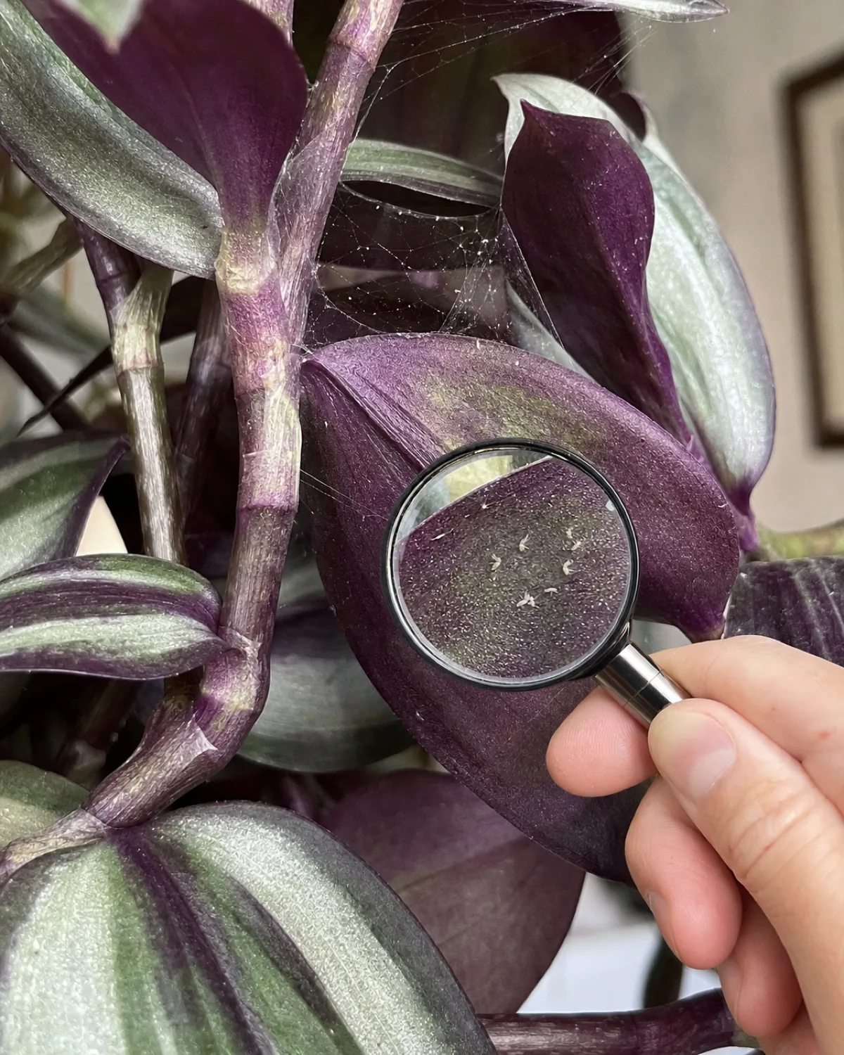 Close-up of spider mite damage on a tradescantia: fine webbing between leaves, stippled faded patches, a magnifying glass revealing tiny mites