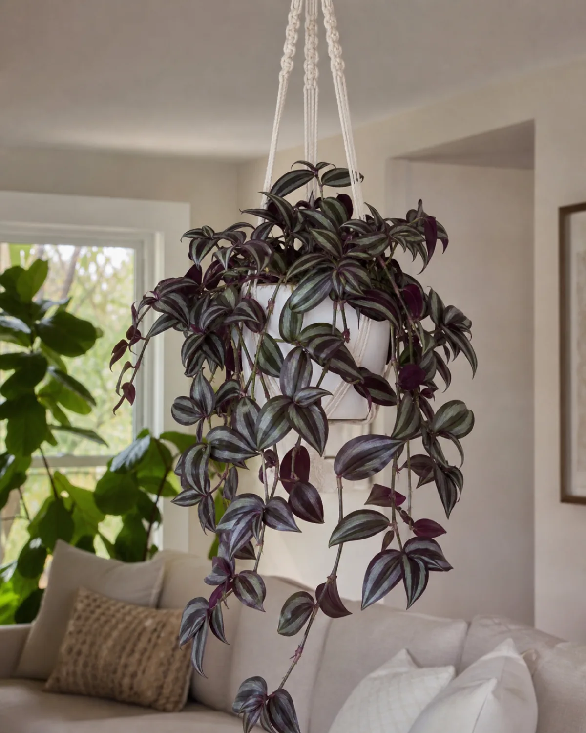 A healthy Tradescantia zebrina trailing from a white macrame hanger in a bright living room, dense silver-purple foliage cascading below