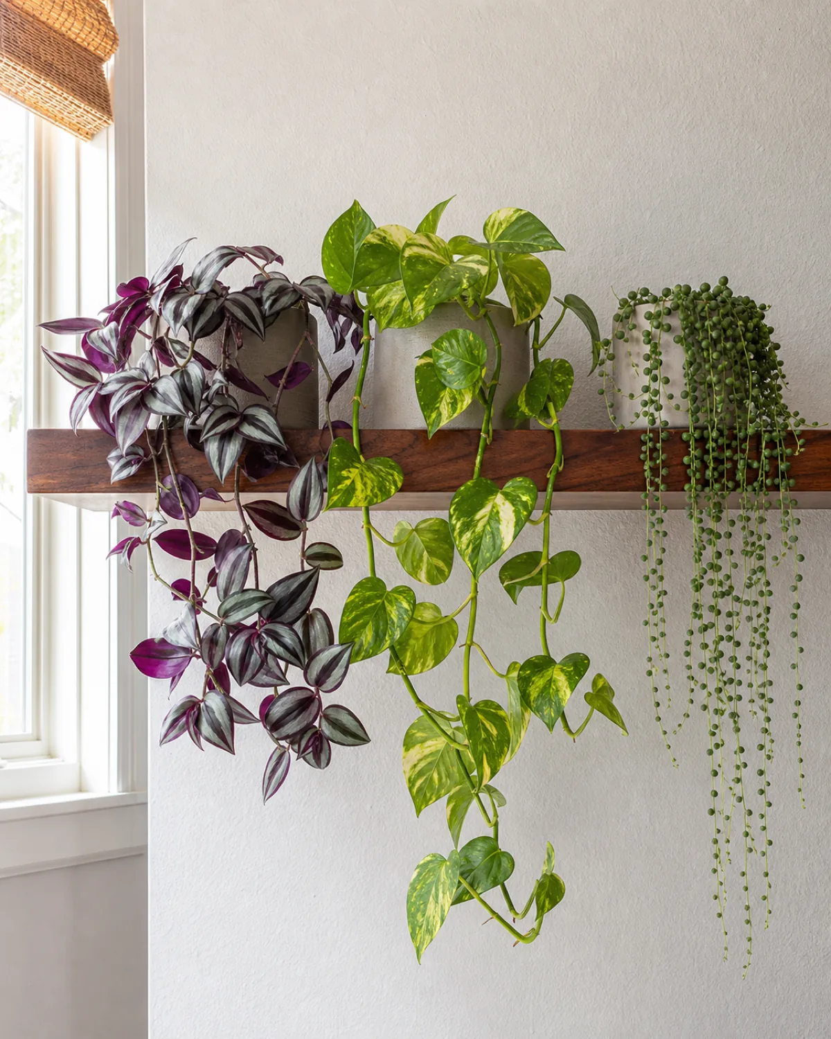 Three trailing plants on a wooden shelf for comparison: tradescantia zebrina, golden pothos, and string of pearls, each trailing over the edge