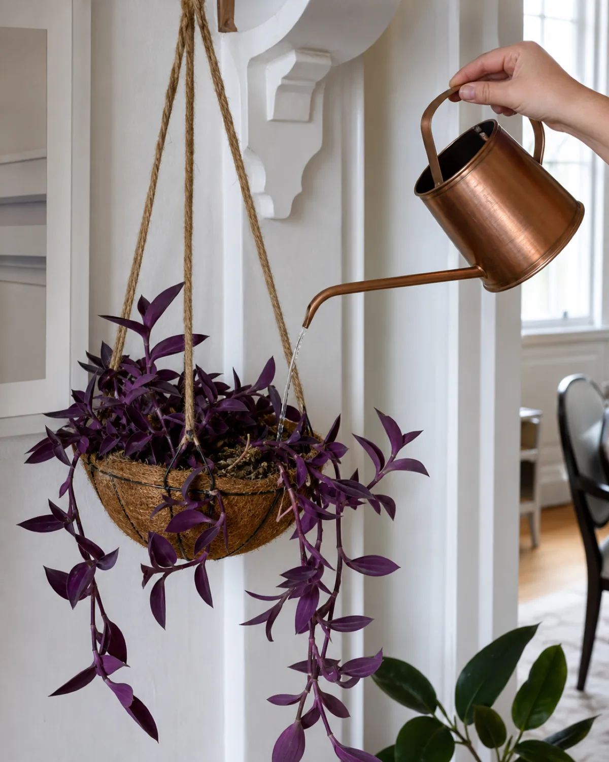 A hand watering a Tradescantia pallida Purple Heart in a hanging basket with a long-spouted watering can, deep purple leaves cascading over the edge