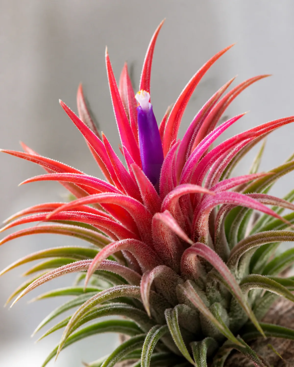 A Tillandsia ionantha in full bloom with the compact rosette showing brilliant red and pink leaf tips with a small vivid purple tubular flower emerging from the center dramatic color transformation captured in bright natural light with clean neutral blurred background
