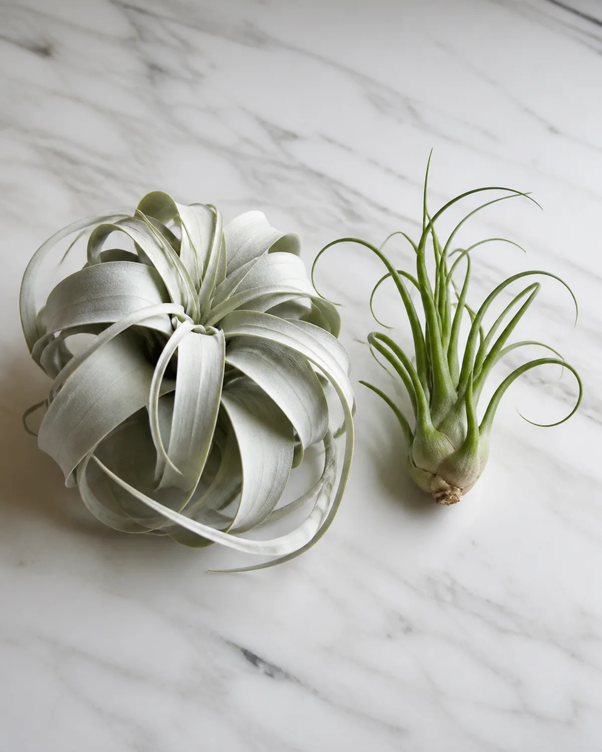 Side by side comparison of xeric and mesic Tillandsia air plants on a clean white marble surface with a large T. xerographica showing thick silvery heavily-trichomed leaves on the left and a T. bulbosa with thin smooth green shiny leaves and bulbous base on the right