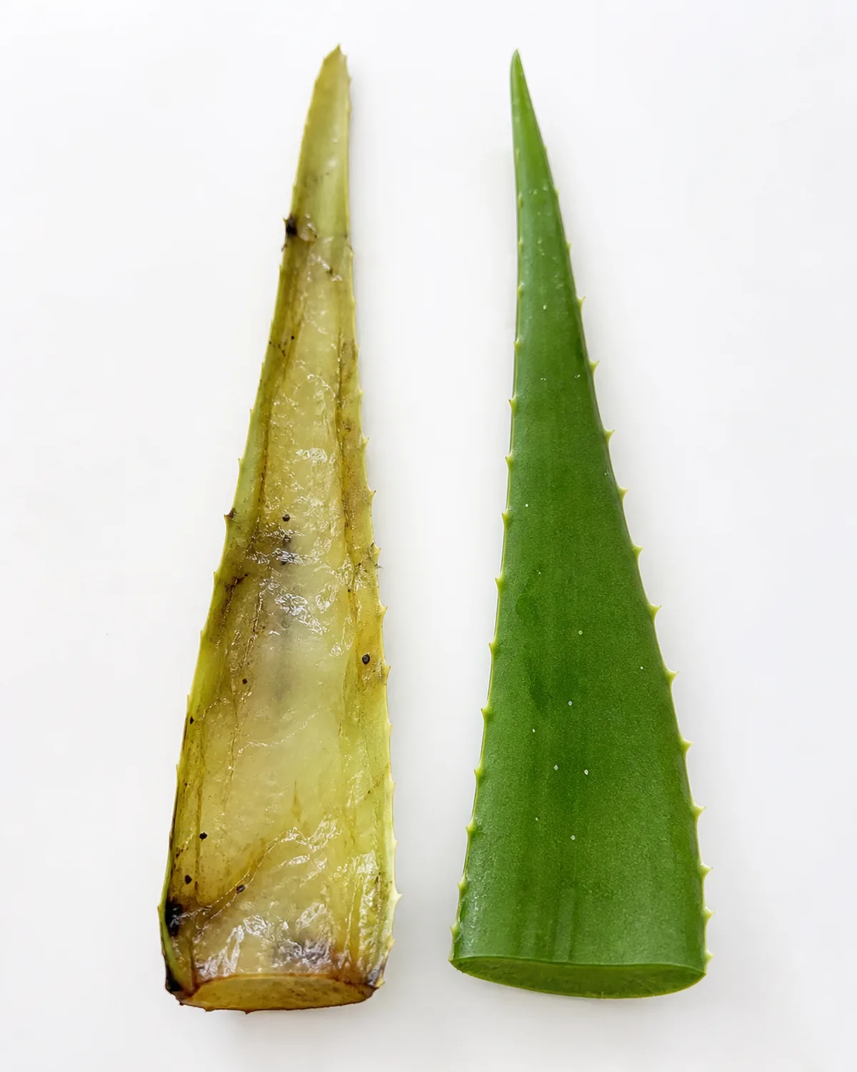 Close-up comparison of an overwatered aloe vera leaf that has become translucent and mushy next to a firm healthy dark green leaf