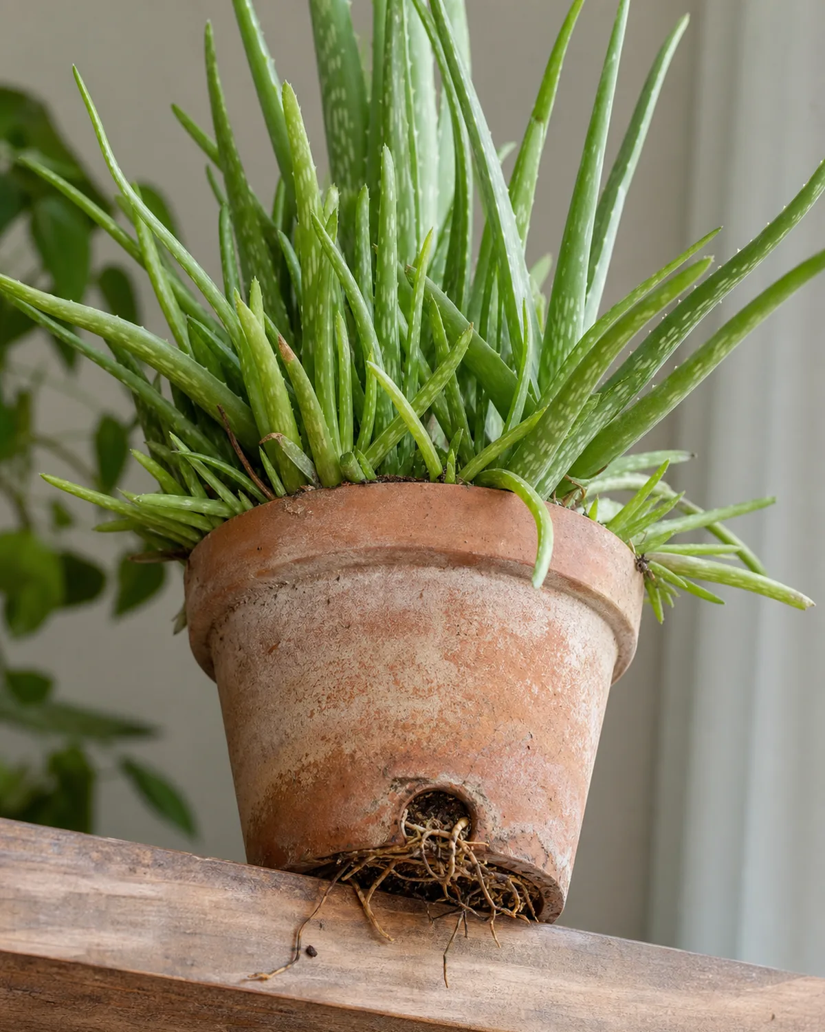 An overgrown aloe vera plant with multiple pups crowding a terracotta pot showing roots emerging from drainage holes and pups pushing against the pot rim