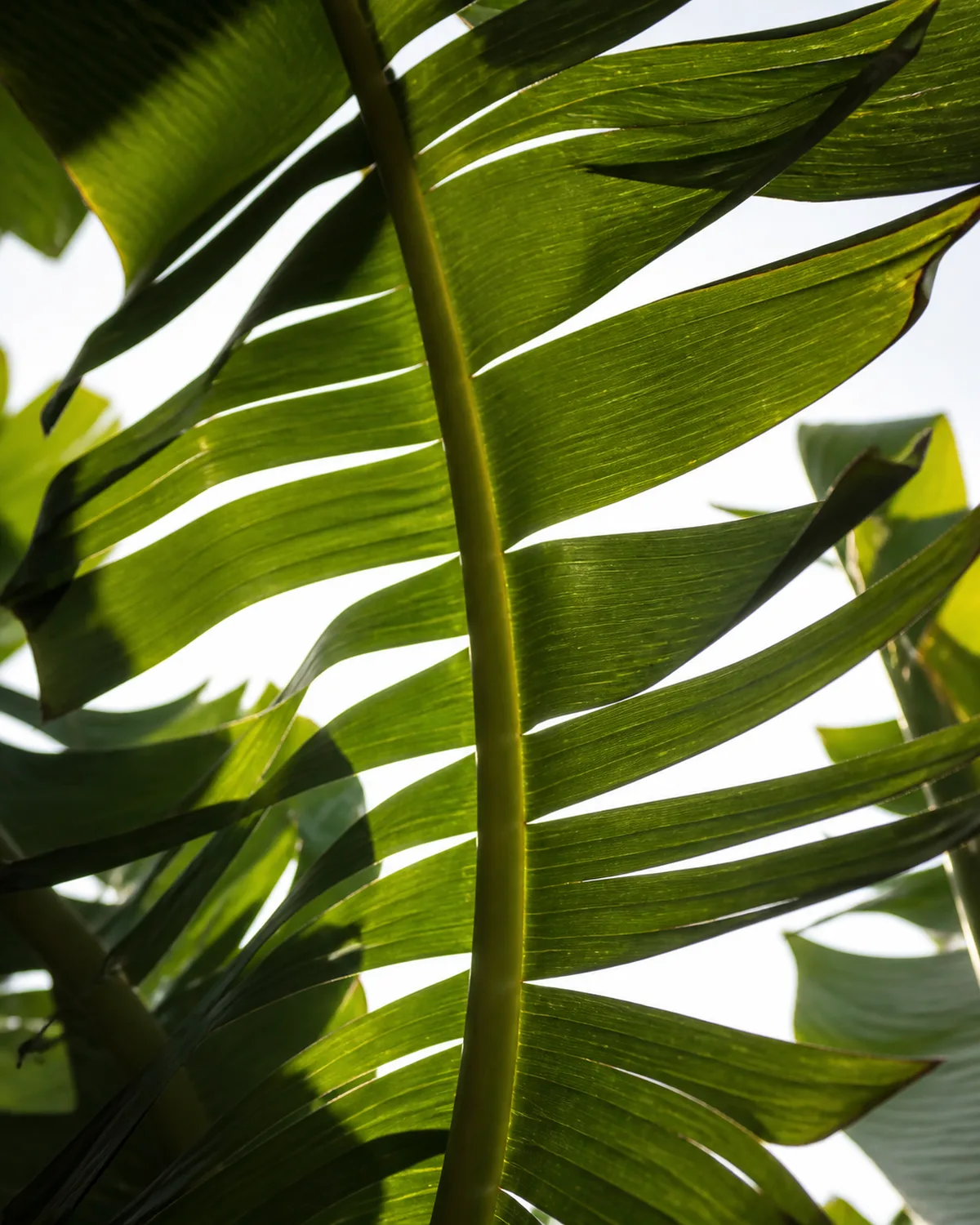A large Strelitzia nicolai bird of paradise leaf showing natural splitting along the lateral veins creating a beautiful feathered palm-frond appearance the splits revealing light coming through between the segments the leaf still healthy and deeply green despite the splits shot from below looking up toward bright natural light filtering through
