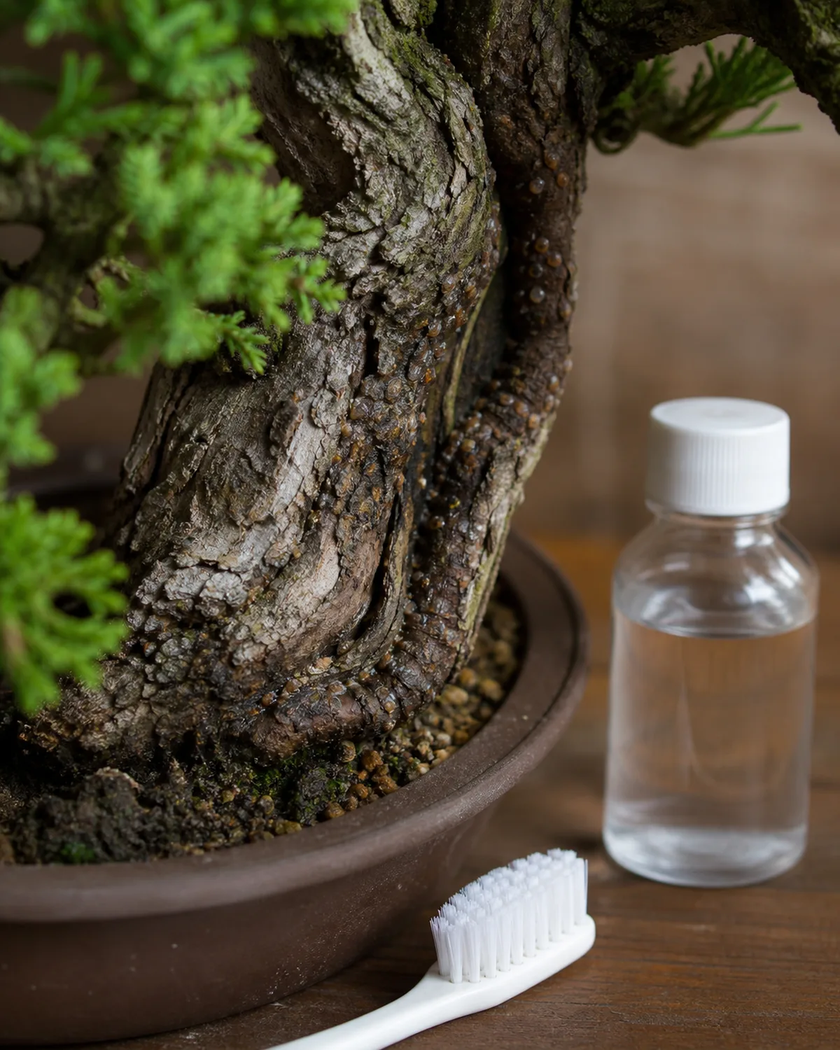 Close-up of tiny brown scale insects attached to bark crevices of a bonsai trunk with a soft toothbrush and a small bottle of rubbing alcohol placed next to the pot for treatment