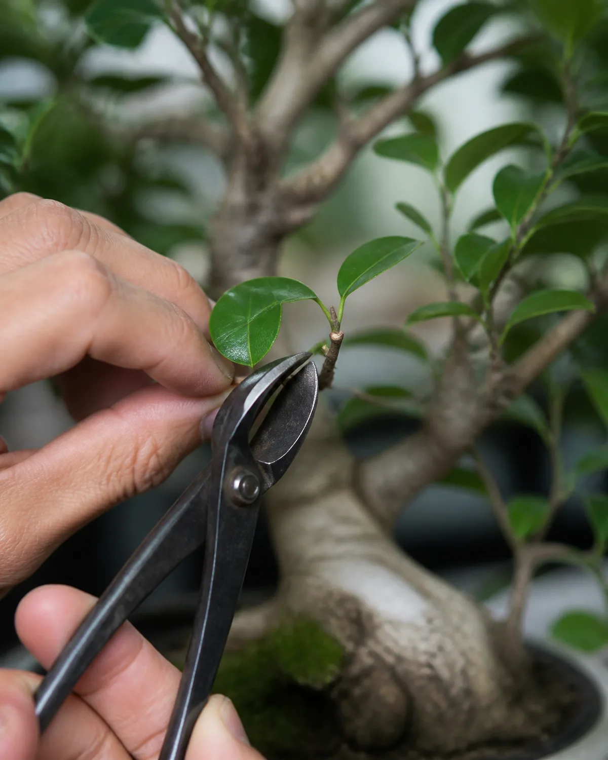 Close-up of hands using sharp concave bonsai shears to make a precise maintenance pruning cut on a small branch of a ficus bonsai, the cut angle visible just above a leaf node