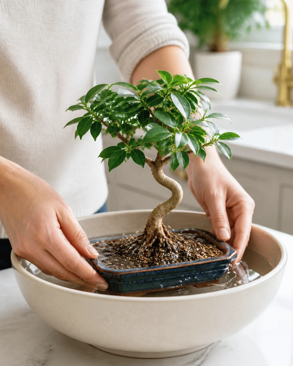 Hands carefully submerging a small bonsai pot into a shallow basin filled with clean water for bottom soaking with air bubbles rising from the soil surface