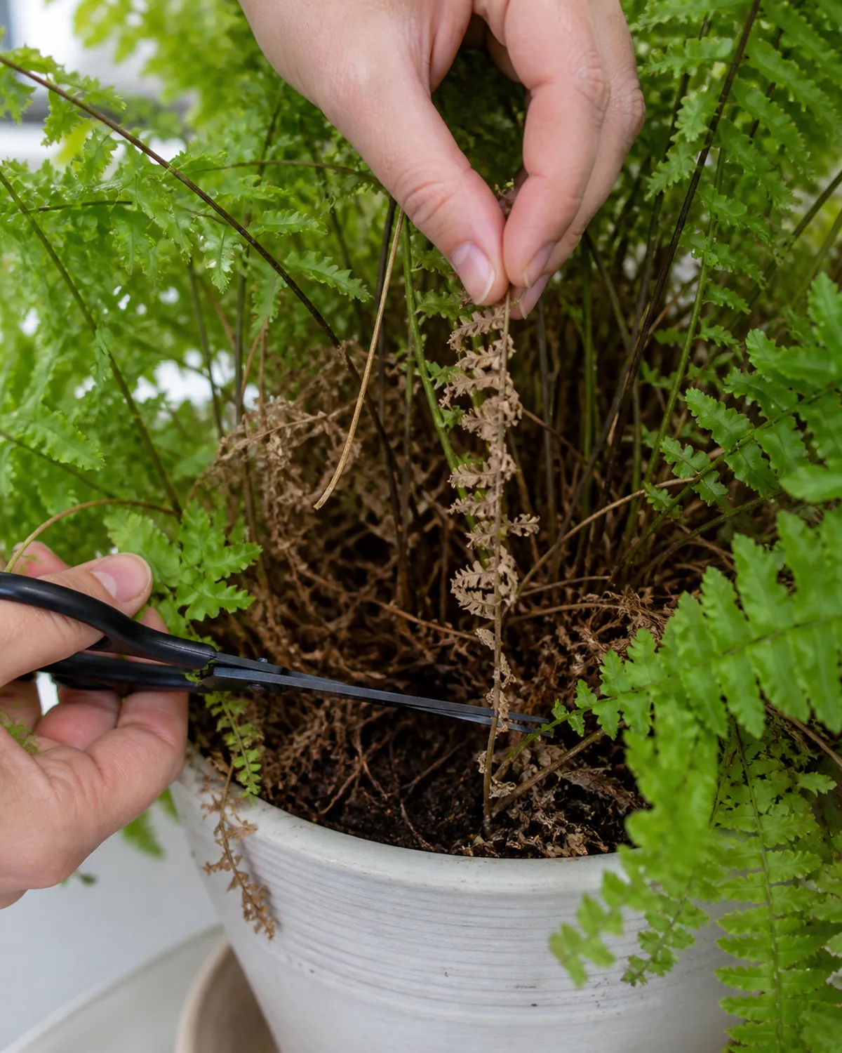 Hands using clean scissors to prune a Boston fern cutting a completely brown dead frond at its base near the soil line with the interior of the fern showing dried inner fronds and healthy green outer fronds framing the work area in a bright setting
