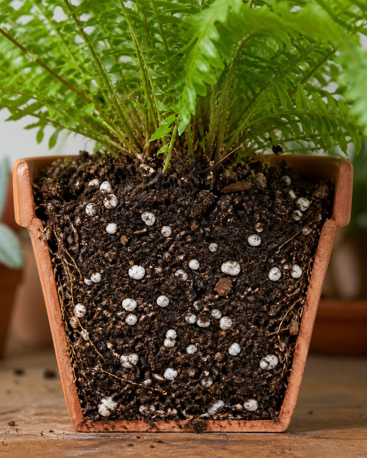 Cross-section view of ideal Boston fern potting mix in a terracotta pot showing visible peat and coir white perlite chunks and some fine bark pieces with moist but not waterlogged texture and a few fine fern roots visible at the edge