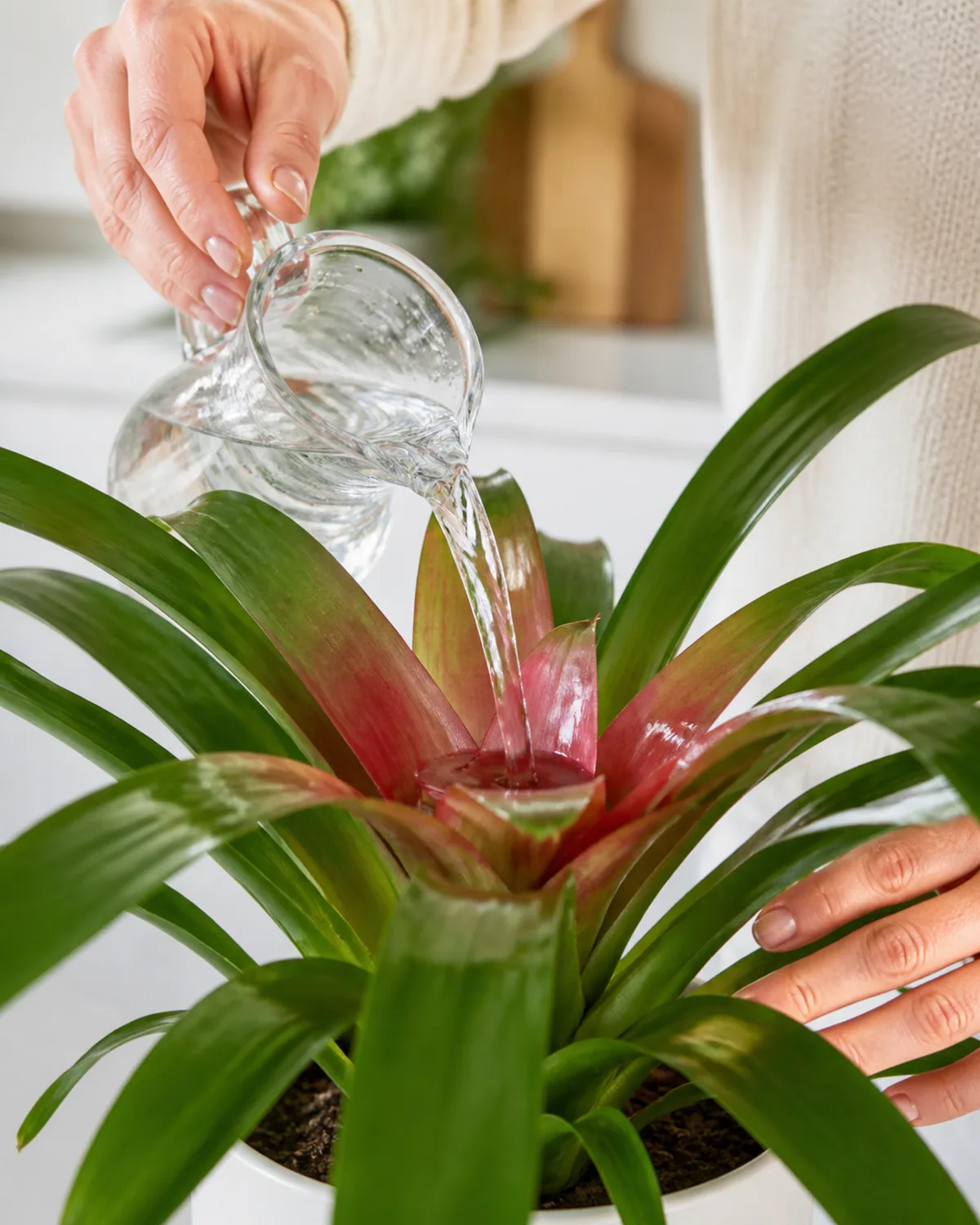 Hands gently pouring distilled water from a small glass pitcher into the central cup of a bromeliad with the cup catching and holding the water and a few drops on the glossy green leaves on a bright kitchen counter