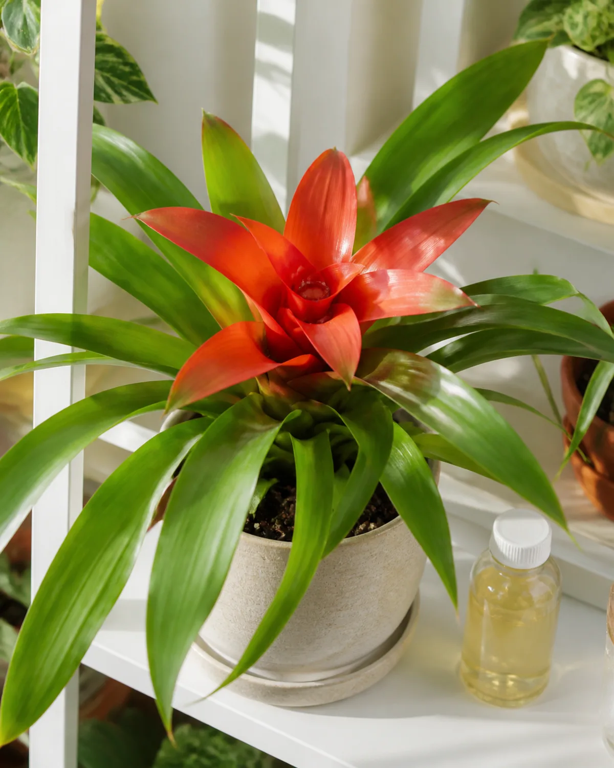 A healthy bromeliad with vibrant green foliage and red bracts on a bright shelf with a small bottle of diluted liquid fertilizer beside it and a few drops of fertilizer solution visible in the central cup