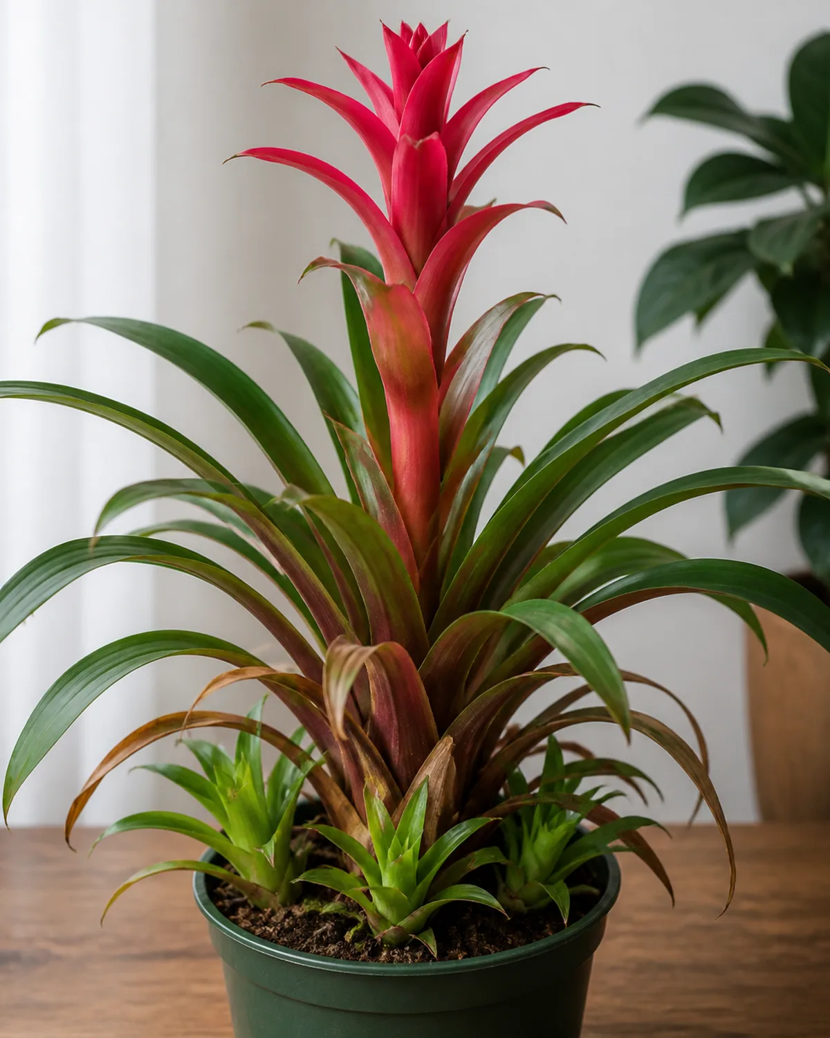 A bromeliad showing the monocarpic lifecycle with colorful bracts at various stages from fresh vivid red at top to fading brownish at the base and small green pups visible emerging at the base of the mother plant