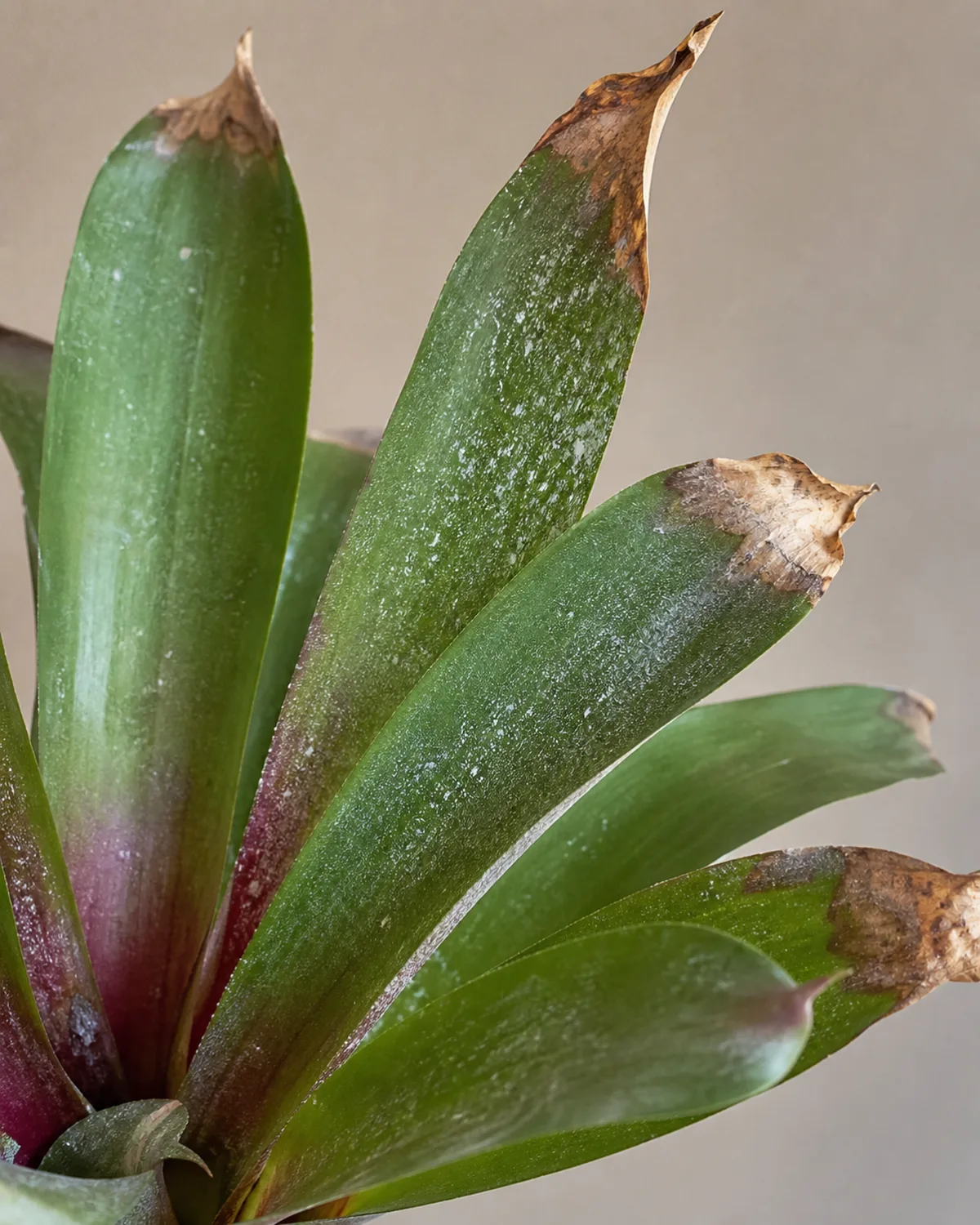 A bromeliad leaf showing common problems with close-up of brown leaf tips and some white mineral deposits visible on the leaf surface in natural indoor light showing damage patterns clearly