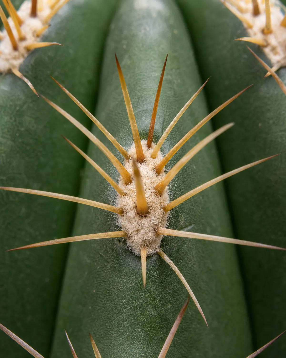 Close-up of a cactus areole showing spine clusters emerging from the woolly areole pad on a barrel cactus