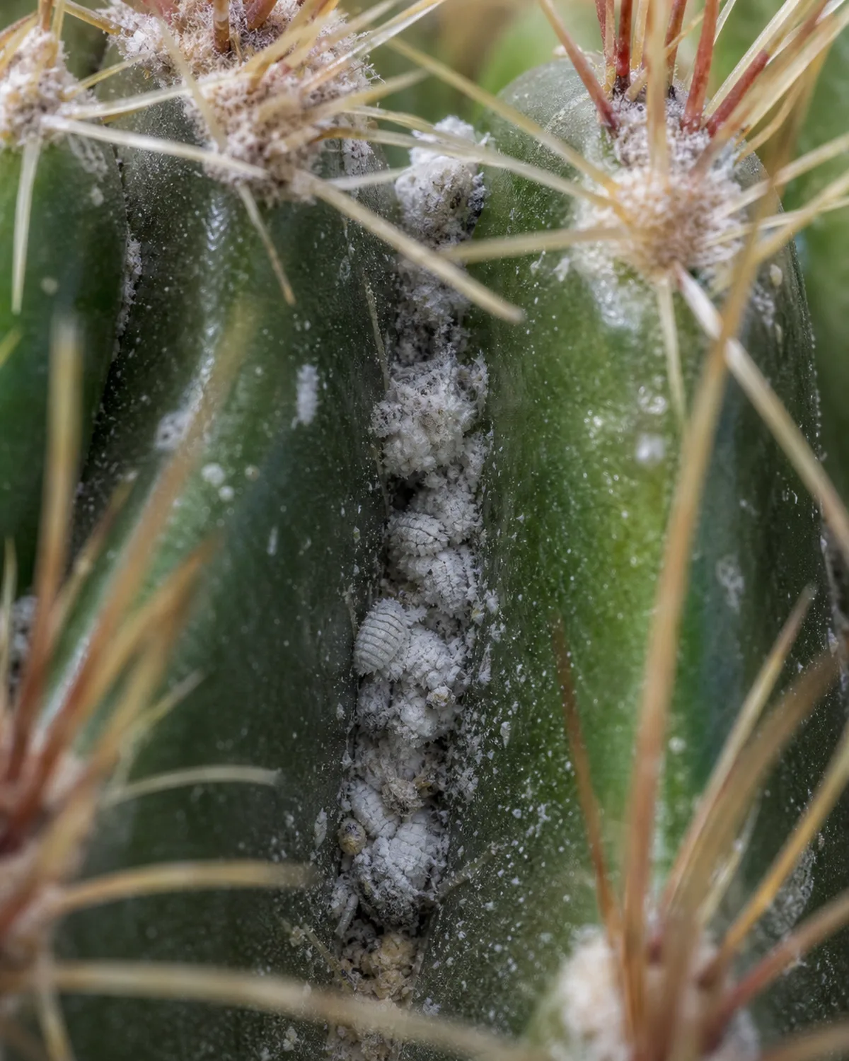 Close-up of white cottony mealybug clusters hiding in the crevice between the green ribs of a barrel cactus