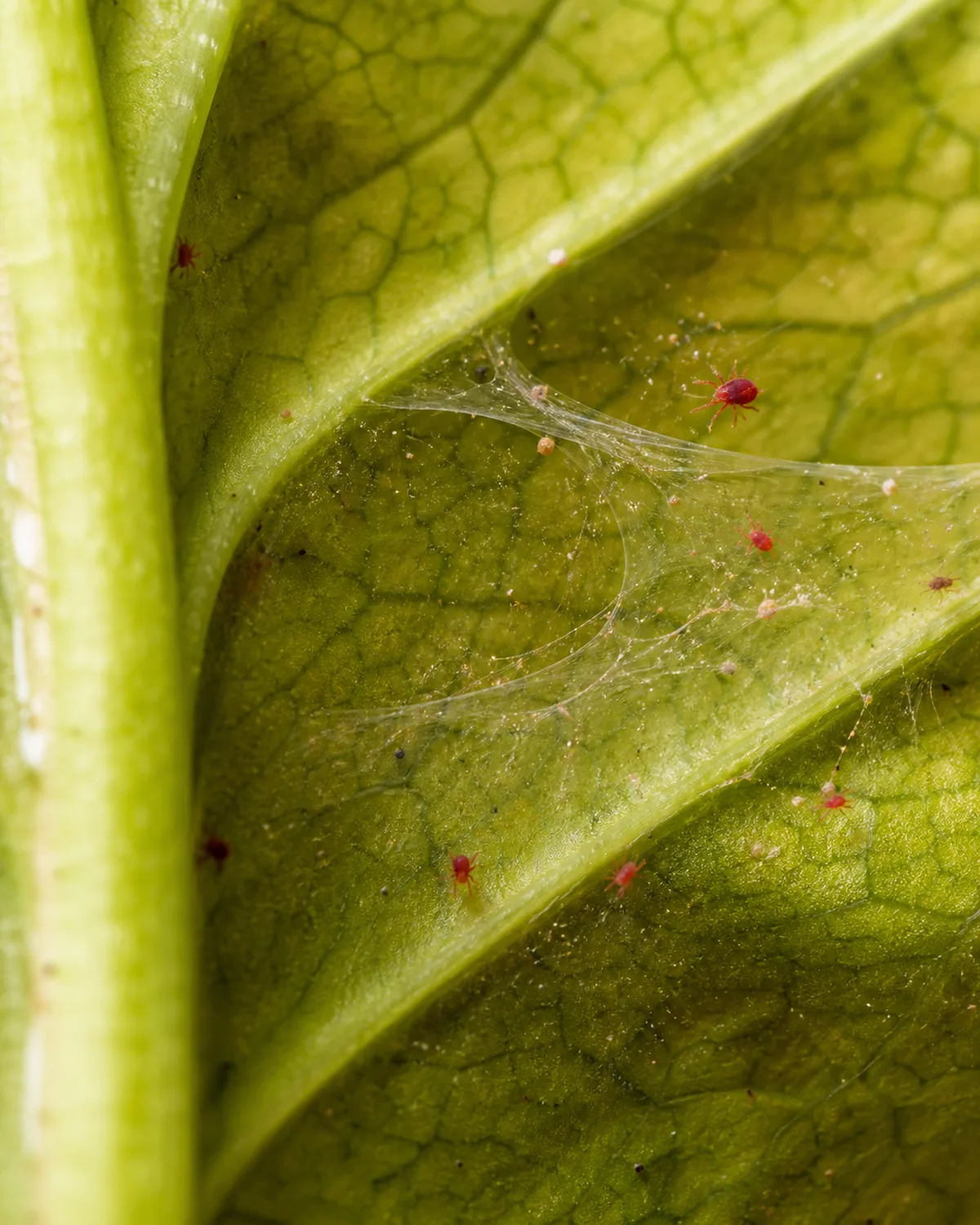 Close-up of spider mite webbing stretched between the veins on the underside of a croton leaf with tiny red spider mites visible against the yellow-green leaf surface