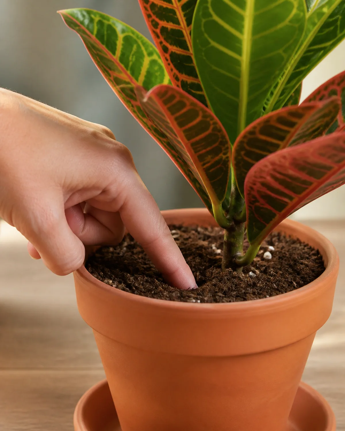 A hand pressing a finger into the top inch of soil in a croton pot to test moisture with the plant showing healthy colorful upright leaves in a terracotta pot with a drainage saucer