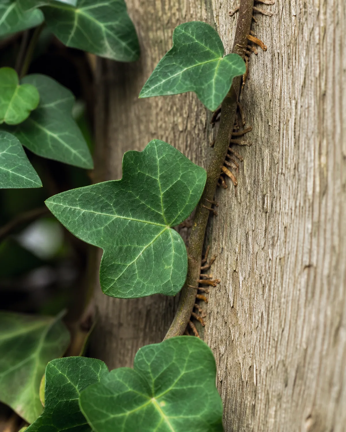 Close-up detail of English ivy stems showing tiny aerial rootlets gripping a textured wooden surface with classic five-lobed juvenile leaves in sharp focus showing visible veining pattern in soft natural light