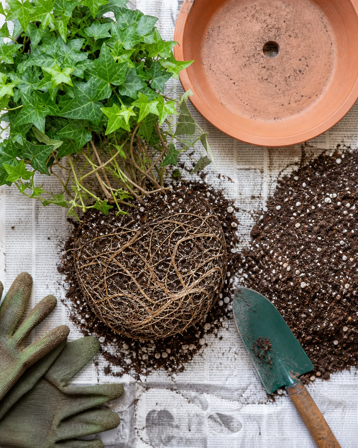Top-down view of an English ivy being repotted showing the shallow root system spread across the surface of the root ball with a wide shallow terracotta pot waiting to the side and fresh potting mix with visible perlite on a newspaper-covered surface