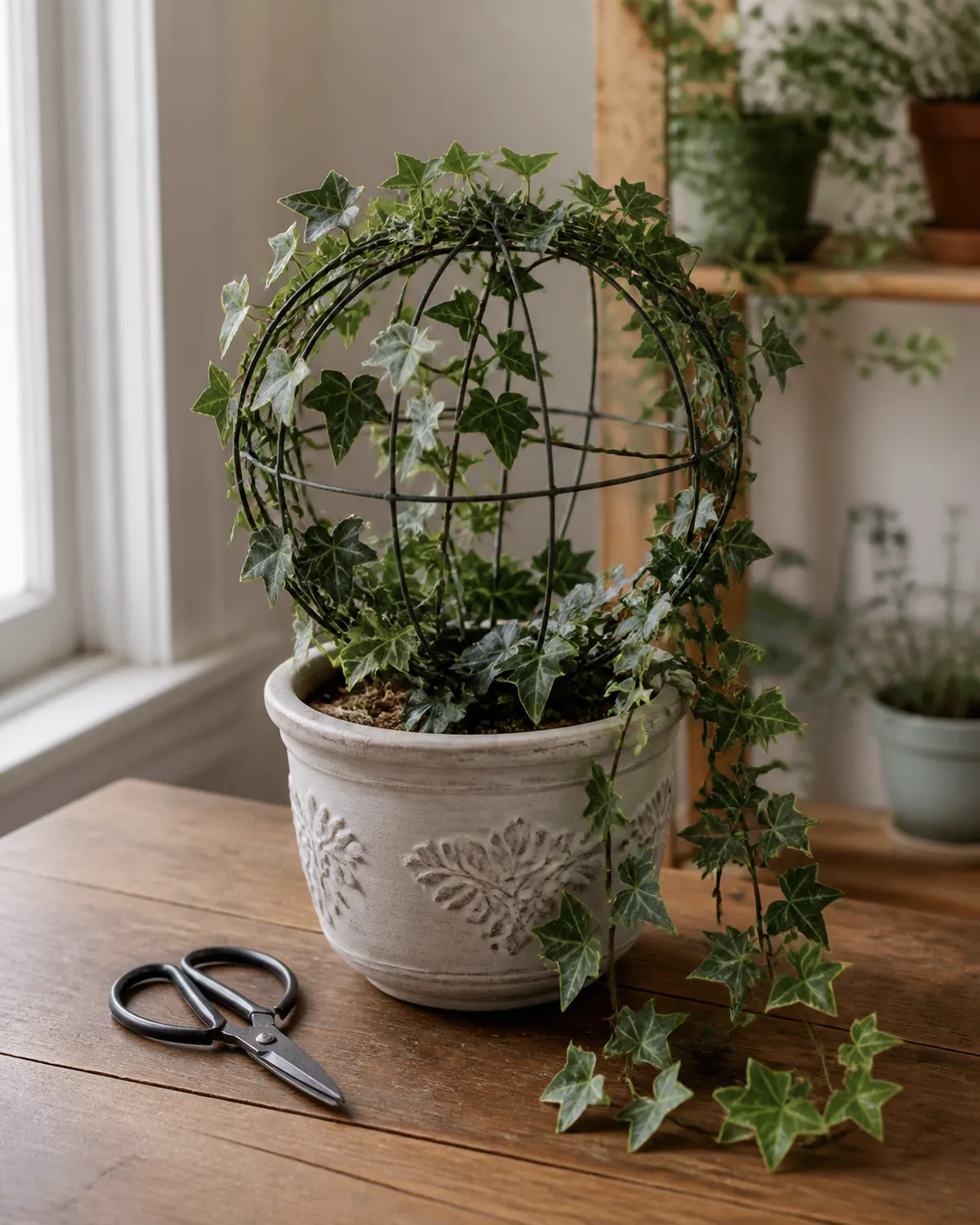 An English ivy being trained on a small wire topiary frame in a heart shape in a decorative pot with vines partially wrapped around the frame and some trailing free and a pair of sharp clean scissors nearby on a wooden table