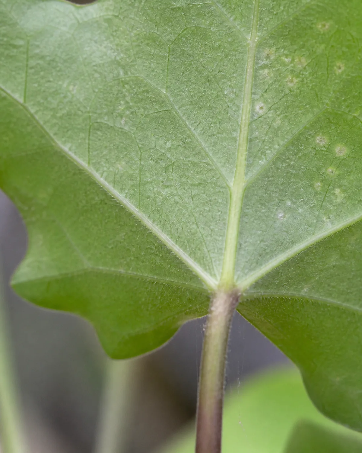 Extreme close-up of the underside of an English ivy leaf showing early spider mite damage with tiny yellow stippling dots on the upper surface and very fine webbing barely visible between the leaf and stem in natural indoor light