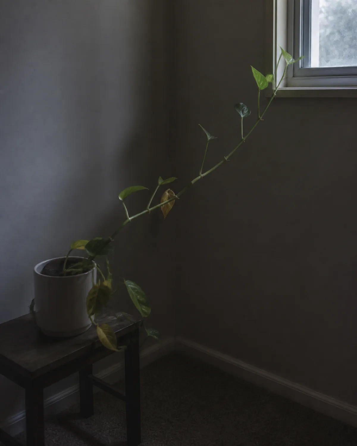 A dimly lit interior room corner with a single pothos plant on a small table showing elongated stretched stems and pale yellowing leaves reaching toward a distant small window with very little natural light