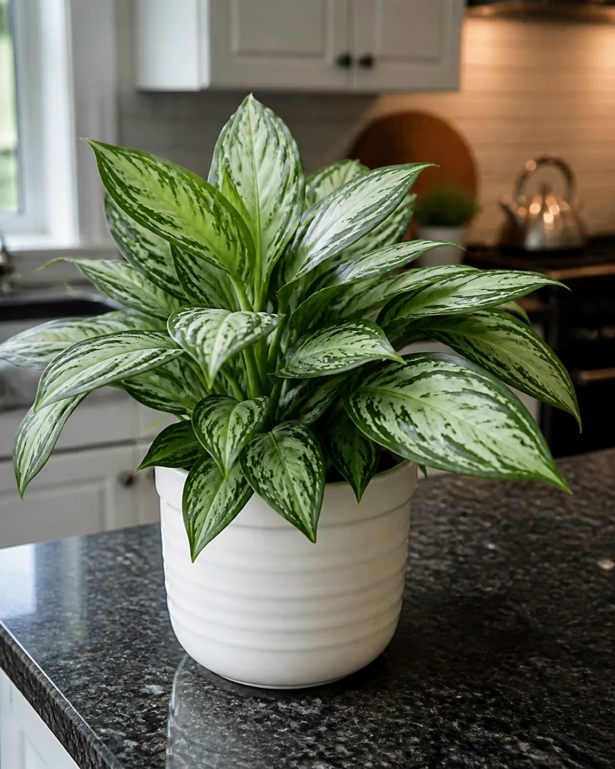 A Chinese evergreen with silver and green patterned leaves in a white glazed pot on a dark granite kitchen countertop with soft ambient kitchen light illuminating the colorful leaf patterns