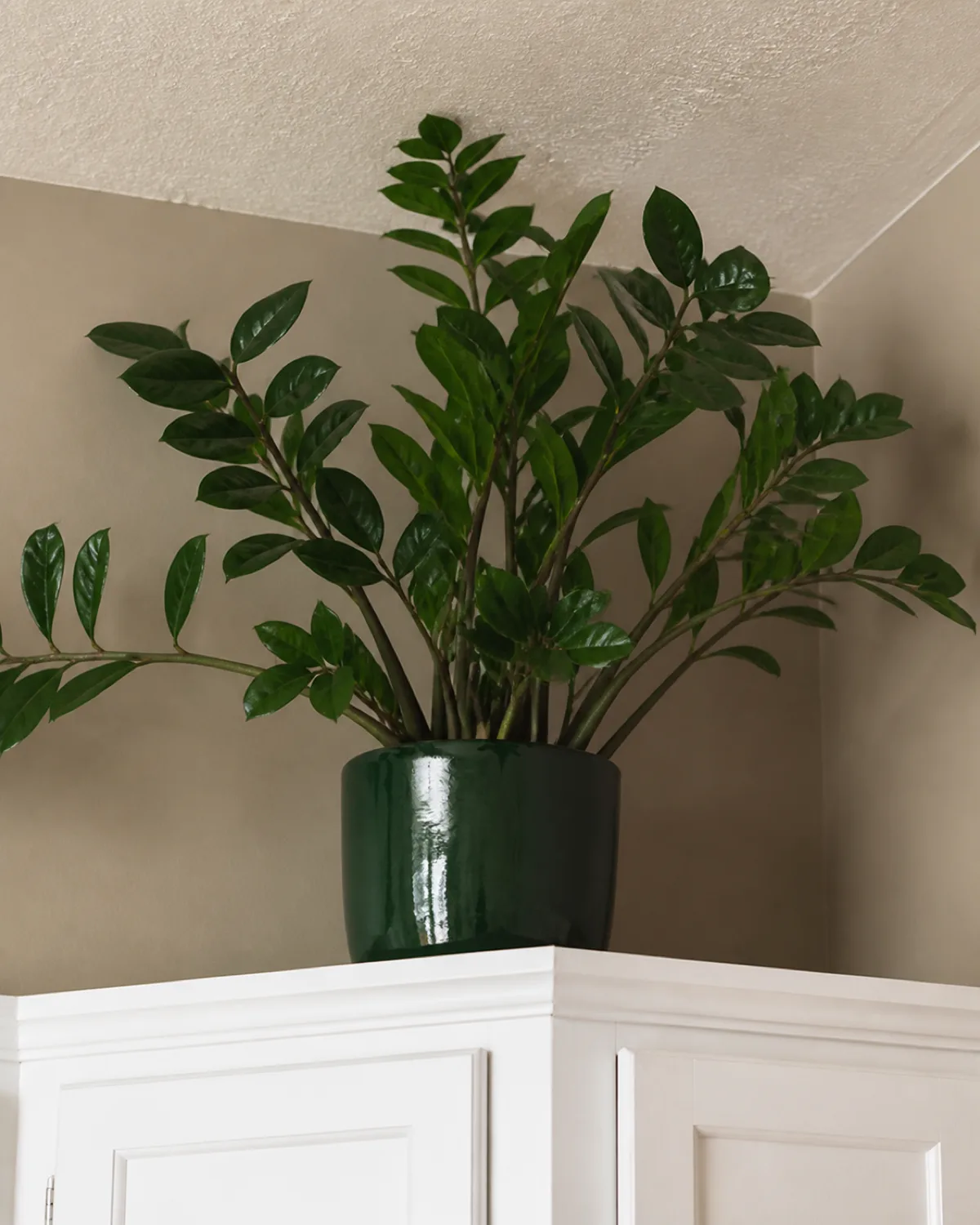 A ZZ plant in a dark green pot on top of white kitchen cabinets near the ceiling with glossy dark green oval leaves in dim above-cabinet space