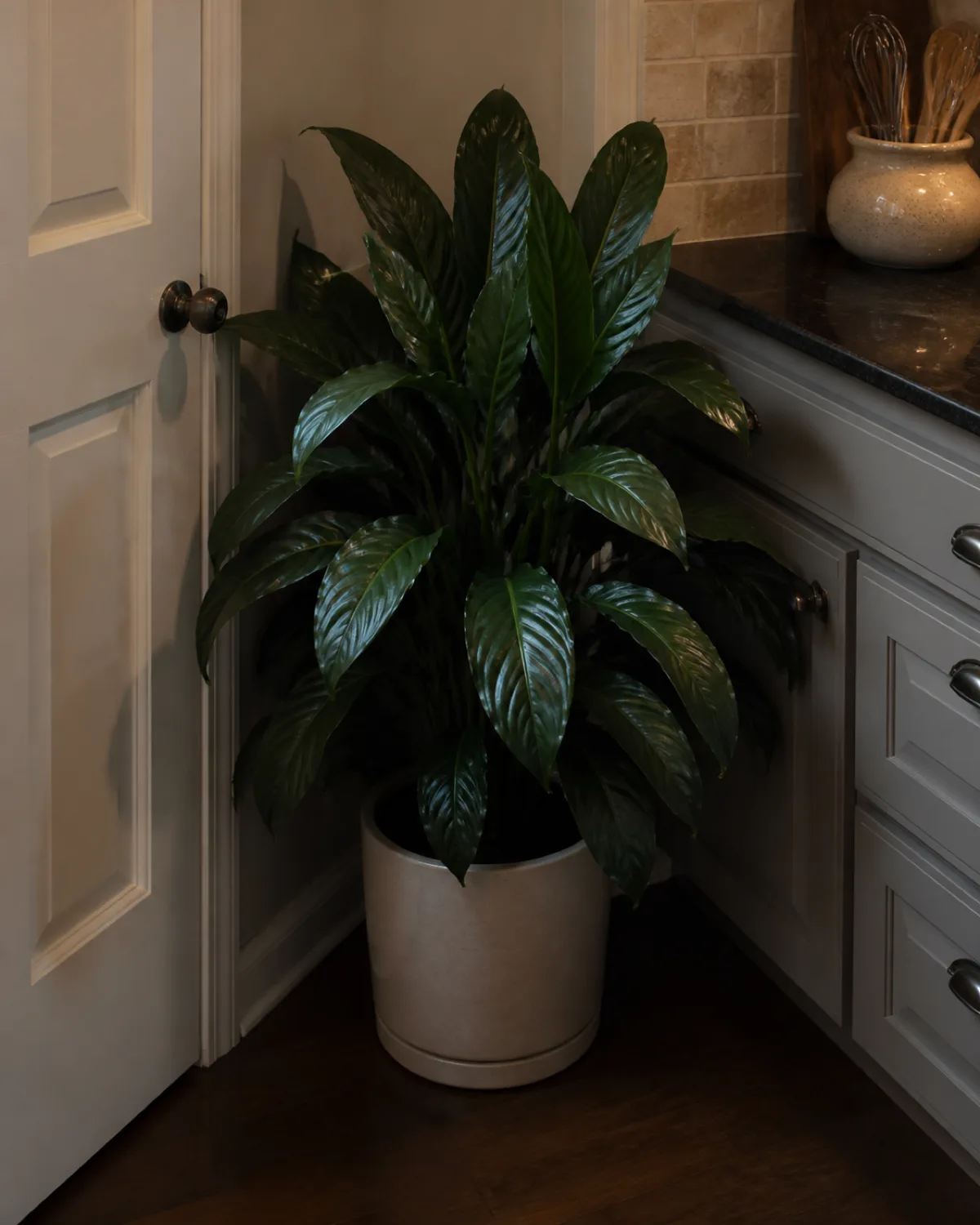 A cast iron plant with broad dark green leaves in a simple pot in a dim kitchen corner between a pantry door and the end of a counter with barely any natural light but the plant healthy and upright