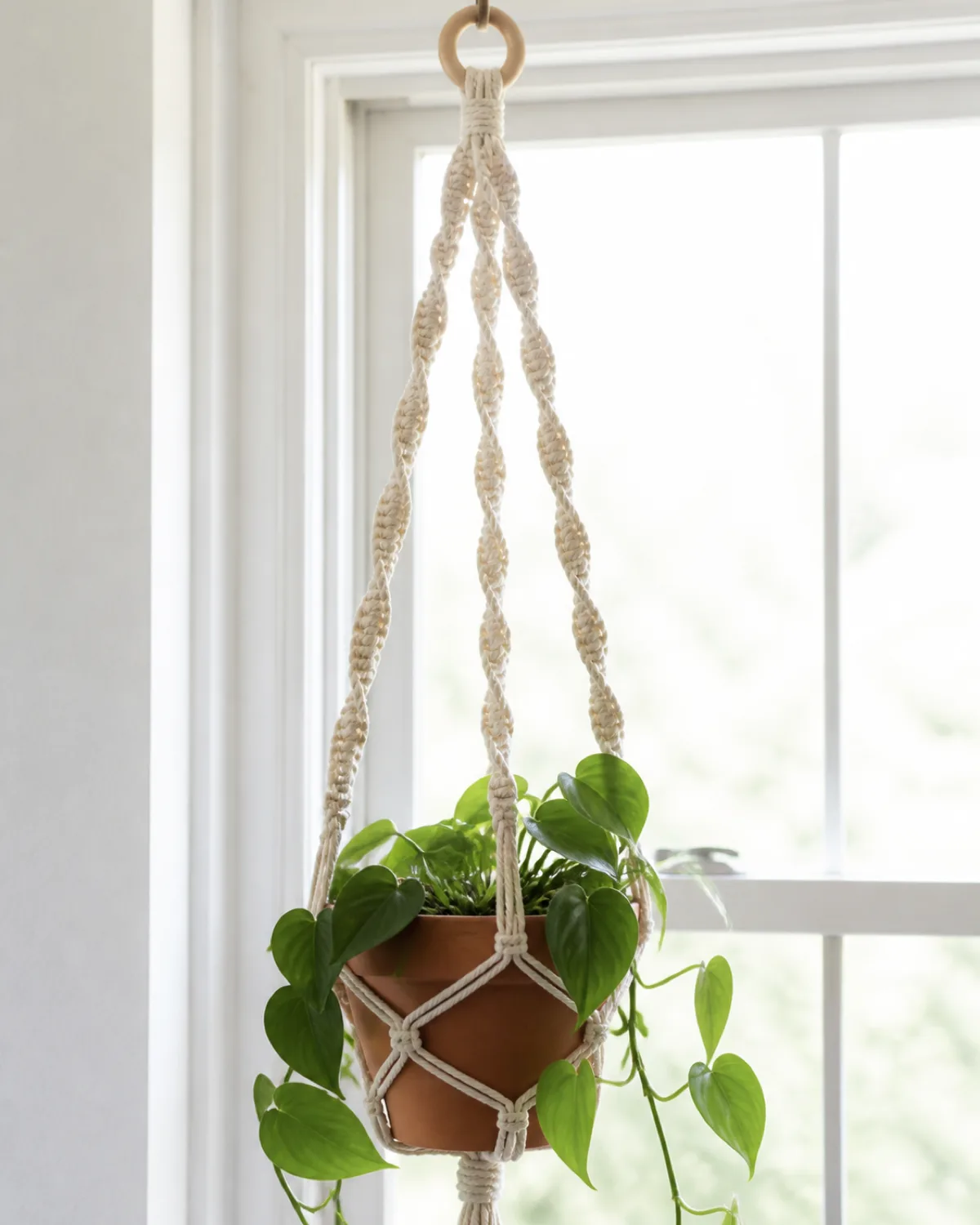 A close-up of a classic single-pot spiral macrame plant hanger hanging in front of a bright window the spiral twist pattern clearly visible in 5mm natural cream cotton cord a small terracotta pot with a trailing philodendron heartleaf sitting snugly in the cradle leaves cascading through the cord gaps