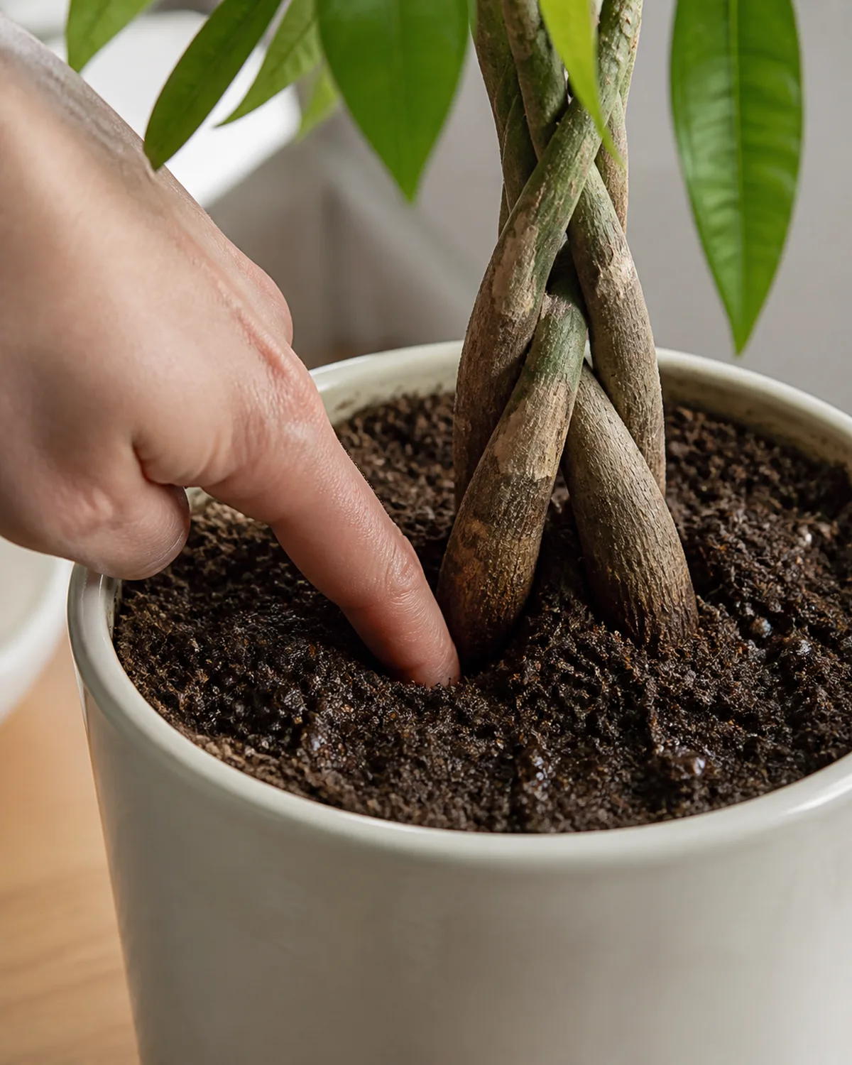 A close-up of a hand inserting a finger into the soil of a potted money tree to check moisture level with the braided trunk visible above and a few drops of water on the soil surface showing the finger test method in natural indoor light