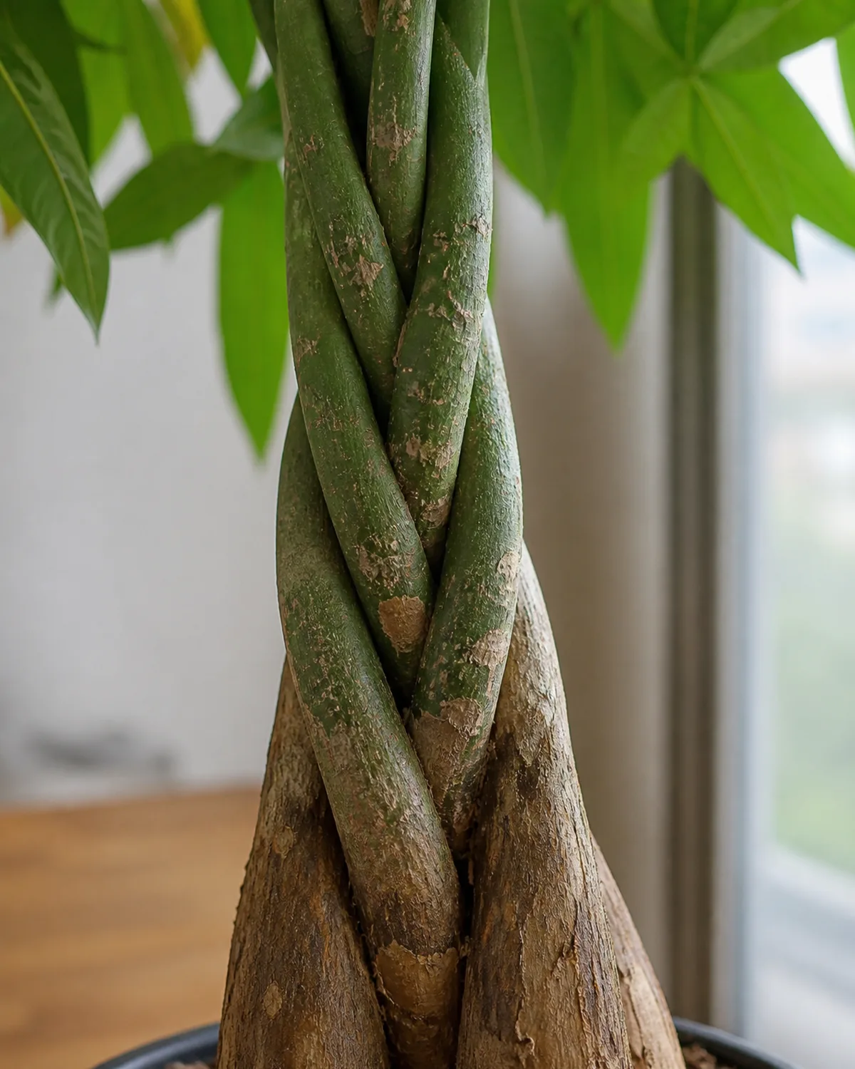 A close-up of a braided money tree trunk showing the intricate pattern of three to five young trunks woven together with green bark visible where the trunks are still actively growing and older woody brown bark at the base in natural indoor light