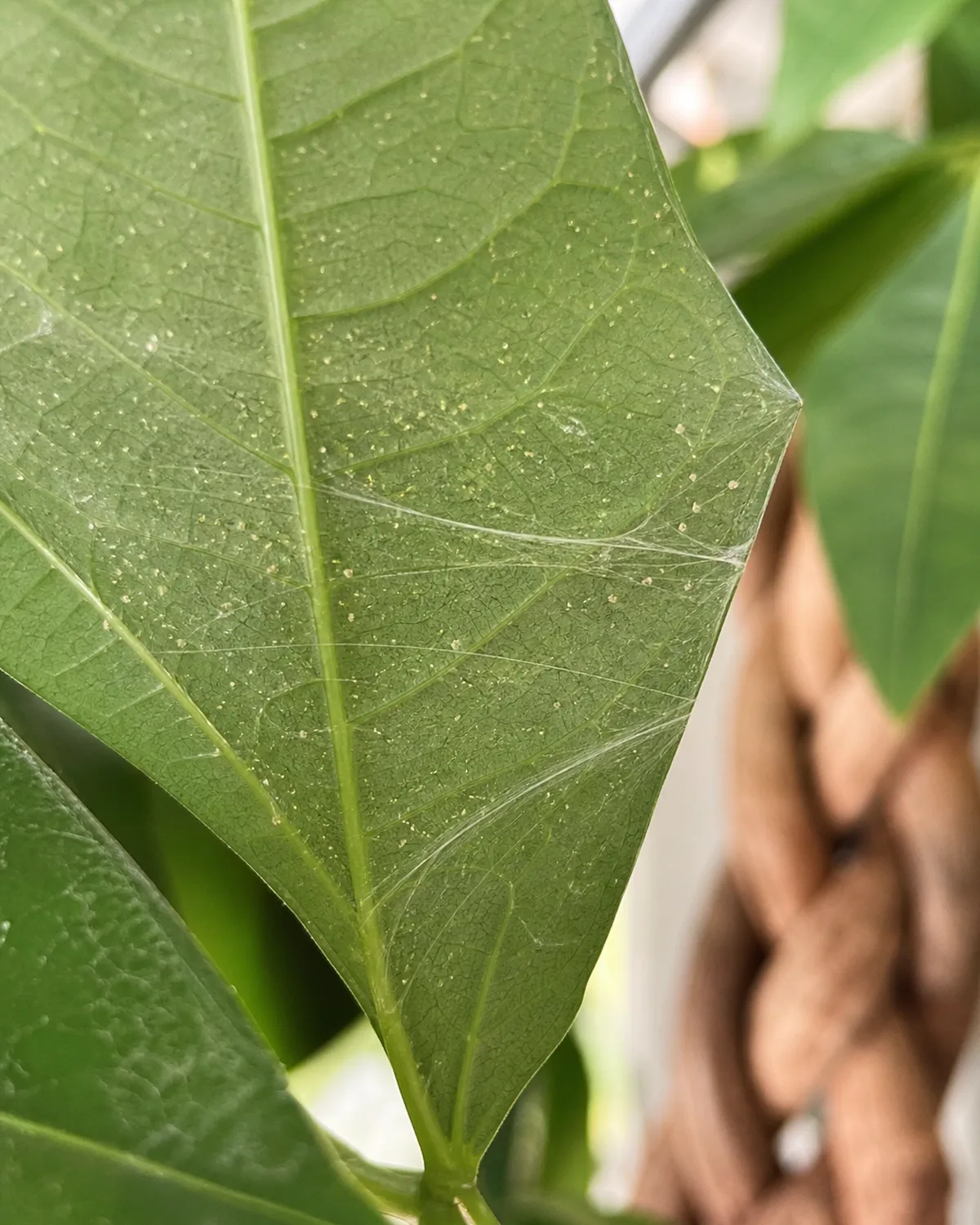 A close-up of the underside of a money tree leaf showing fine spider mite webbing between the leaf veins with tiny dots visible on the webbing against the green leaf surface in natural light with the braided trunk blurred in background