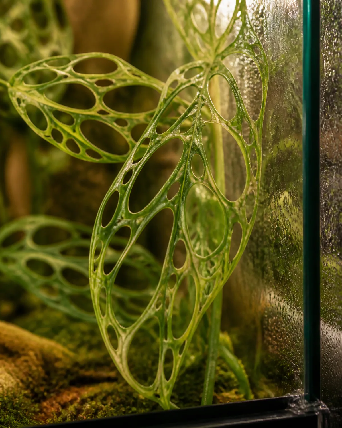 Close-up detail of monstera obliqua leaves showing extraordinary fenestration where holes make up most of the leaf surface with only thin green tissue connecting them like delicate lacework in a high-humidity glass cabinet with condensation visible warm grow light