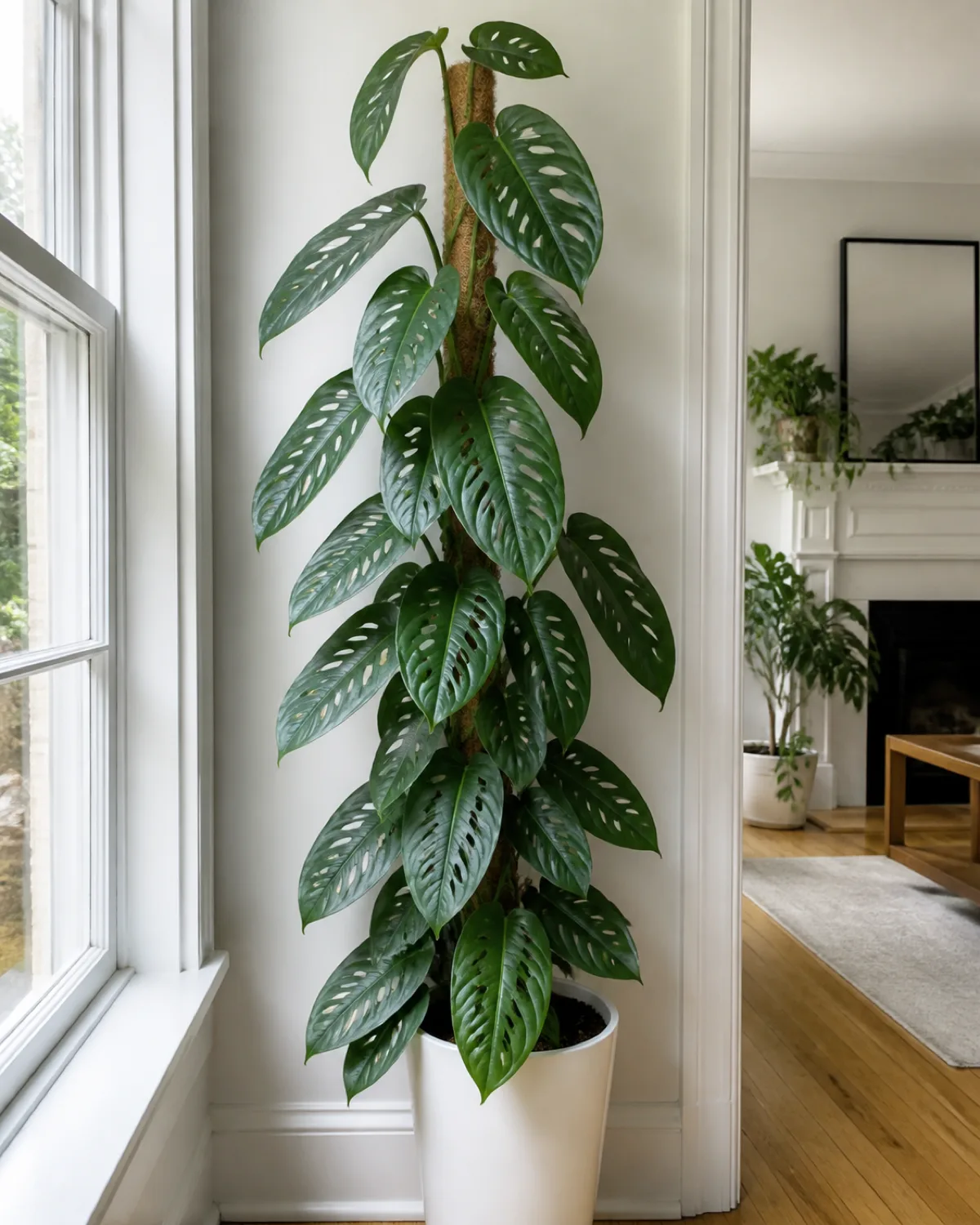 A monstera lechleriana climbing a tall moss pole showing large elongated oval leaves with scattered oval fenestrations fewer and more spread out than adansonii dark green glossy foliage in a tall white pot with bright window light from the side