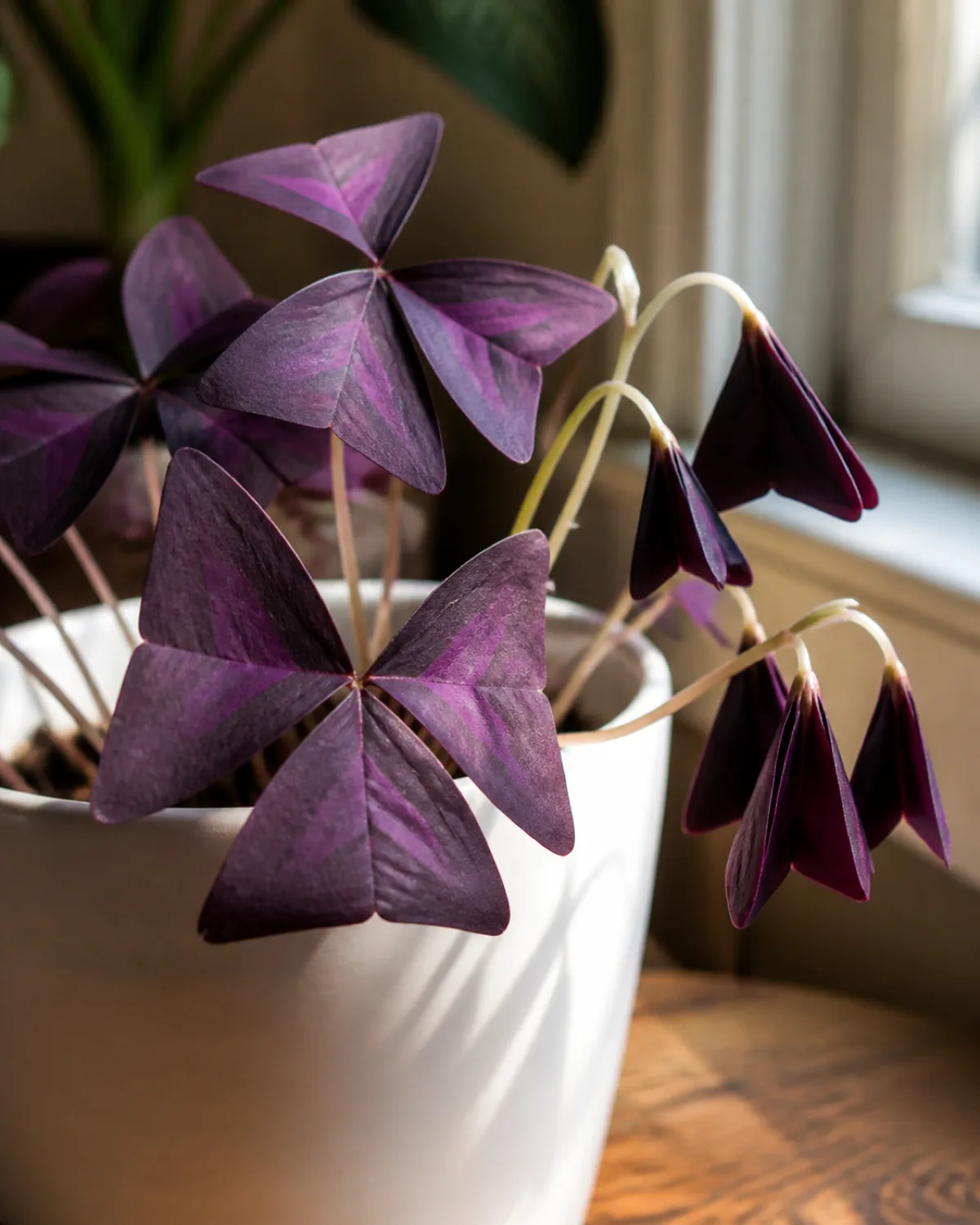 A dramatic close-up showing oxalis triangularis leaves in two states with several deep purple trifoliate leaves fully open and spread flat catching the light next to another stem with leaves folded downward like closed umbrellas in a white ceramic pot on a wooden side table near a window