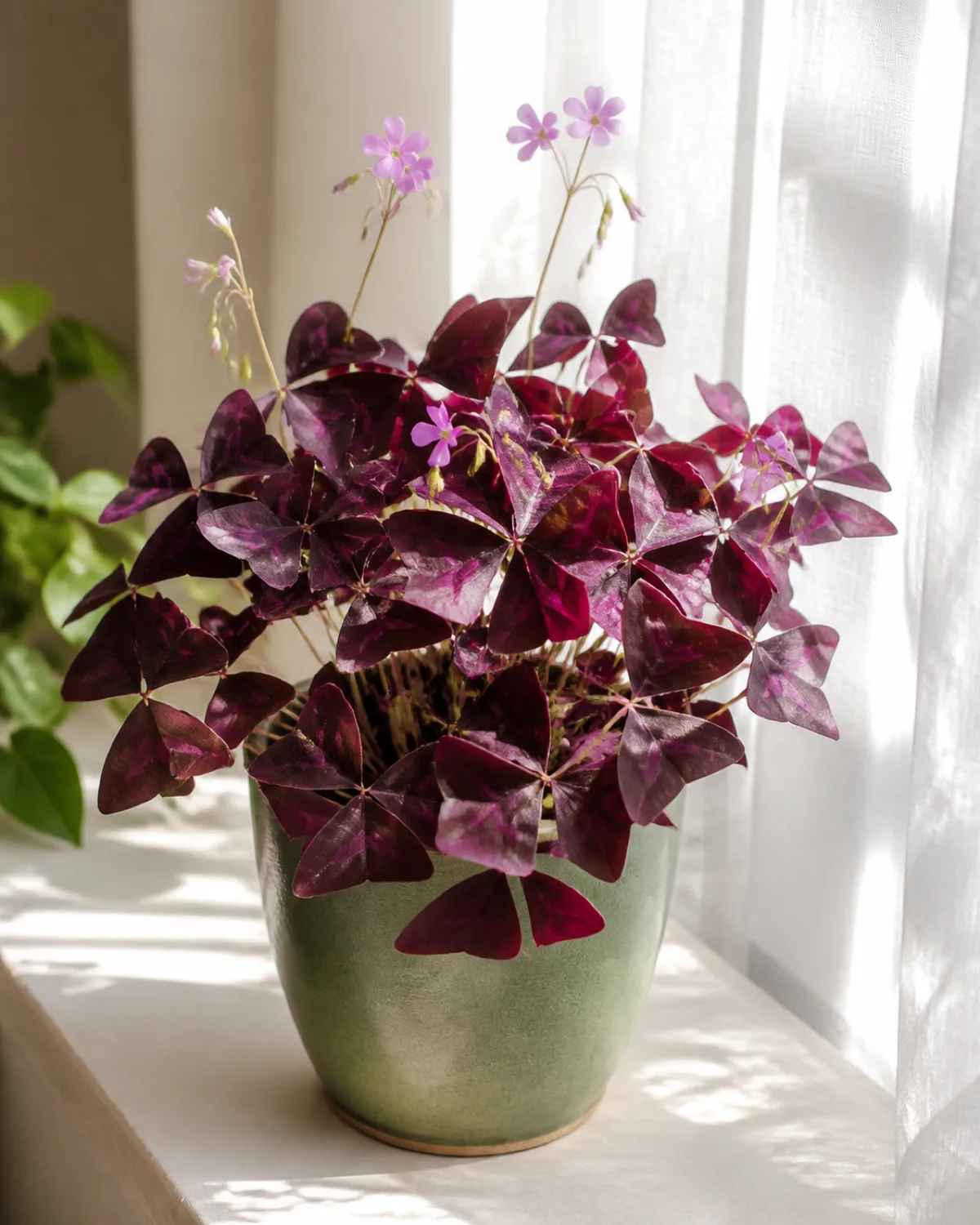 An oxalis triangularis in a sage green ceramic pot positioned on a windowsill receiving bright filtered light through a sheer curtain with deep purple triangular leaves fully open and pink-lavender flowers rising above the foliage