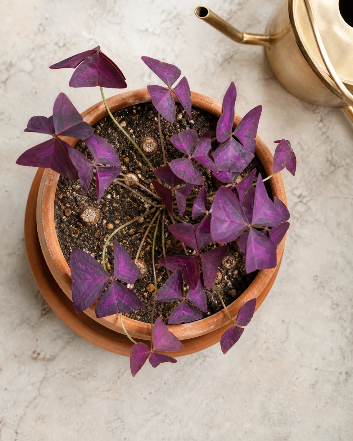 Top-down view of an oxalis plant in a terracotta pot with drainage hole visible the soil surface showing the ideal slightly dry top layer before watering with small bulbous corms partially visible at the soil surface and healthy trifoliate purple leaves radiating outward