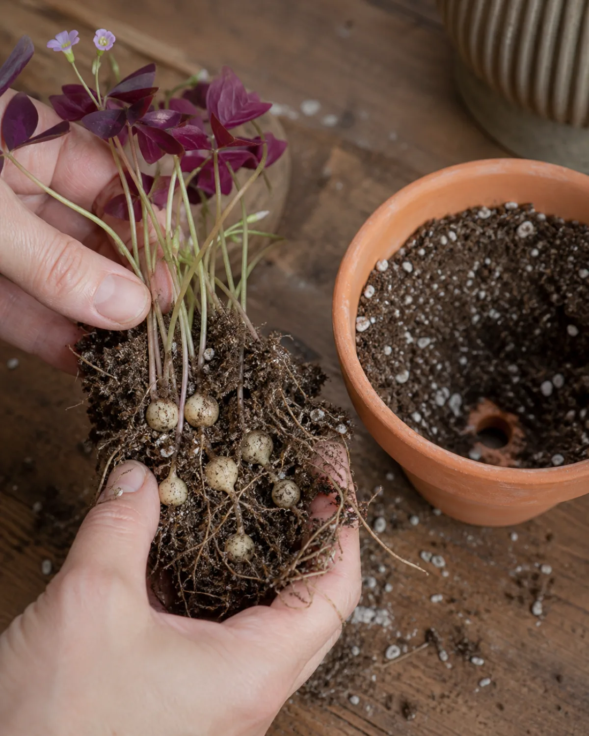 A close-up of hands gently holding an uprooted oxalis clump showing small round corm bulbs connected by thin roots with the root ball partially broken apart revealing soil mix with visible perlite chunks and a fresh pot with drainage hole waiting nearby on a wooden potting bench