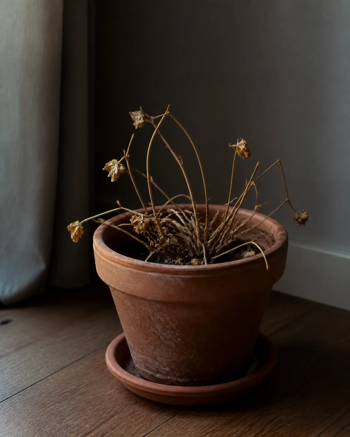 An oxalis in dormancy in a terracotta pot with only dried brown stems and yellowed leaves visible above the soil surface sitting in a dimmer corner of a room conveying the stark appearance of a dormant plant that appears dead with muted natural light