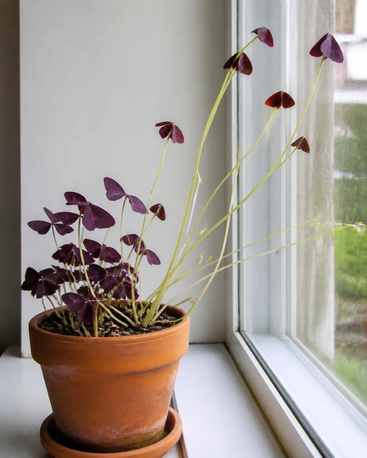An oxalis plant showing leggy stretched stems leaning toward a light source with thin elongated petioles reaching upward and smaller than normal leaves in a terracotta pot on a bright windowsill natural side lighting emphasizing the etiolated growth