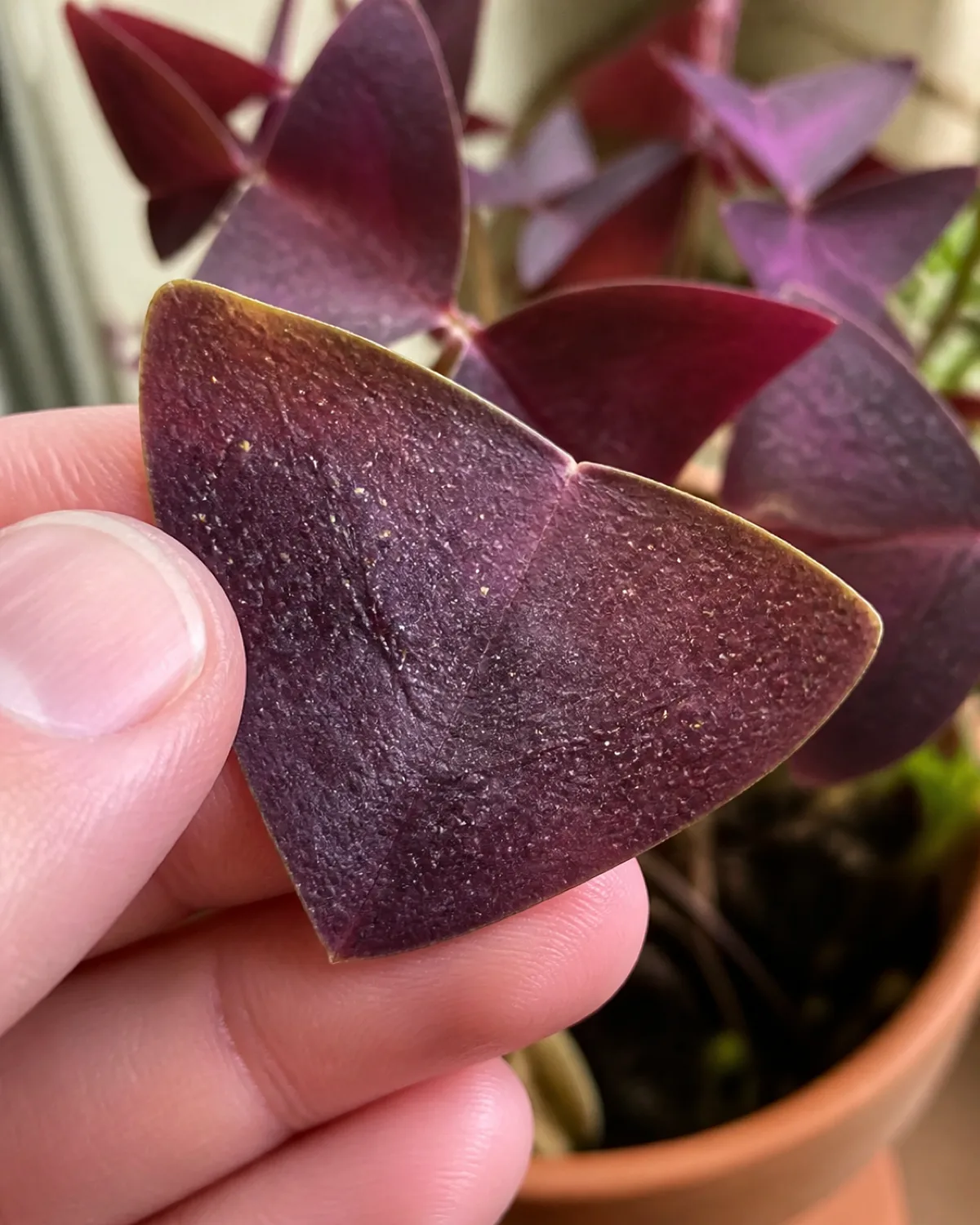 Close-up of an oxalis leaf showing early signs of spider mite damage with tiny pale stippling dots on the purple leaf surface the leaf held gently between fingers for inspection with slightly yellowed edges and a soft-focus background of other healthy purple leaves