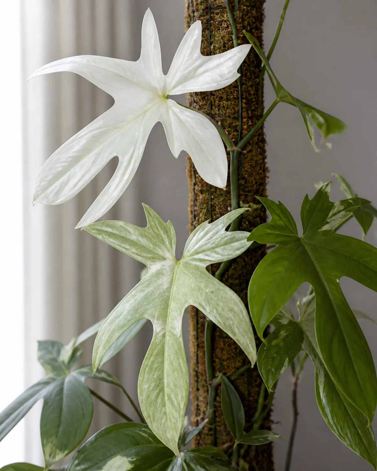 A Florida Ghost philodendron with a newly emerged pure white translucent leaf alongside older leaves that have matured to pale mint and green climbing a moss pole