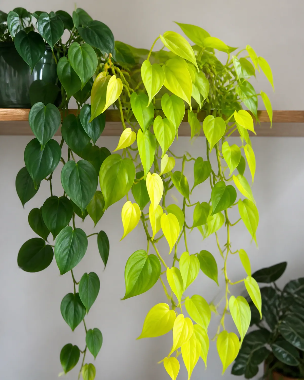 A Lemon Lime philodendron trailing with electric chartreuse-neon yellow foliage placed next to a dark-green heartleaf philodendron for dramatic color contrast both trailing from a shelf