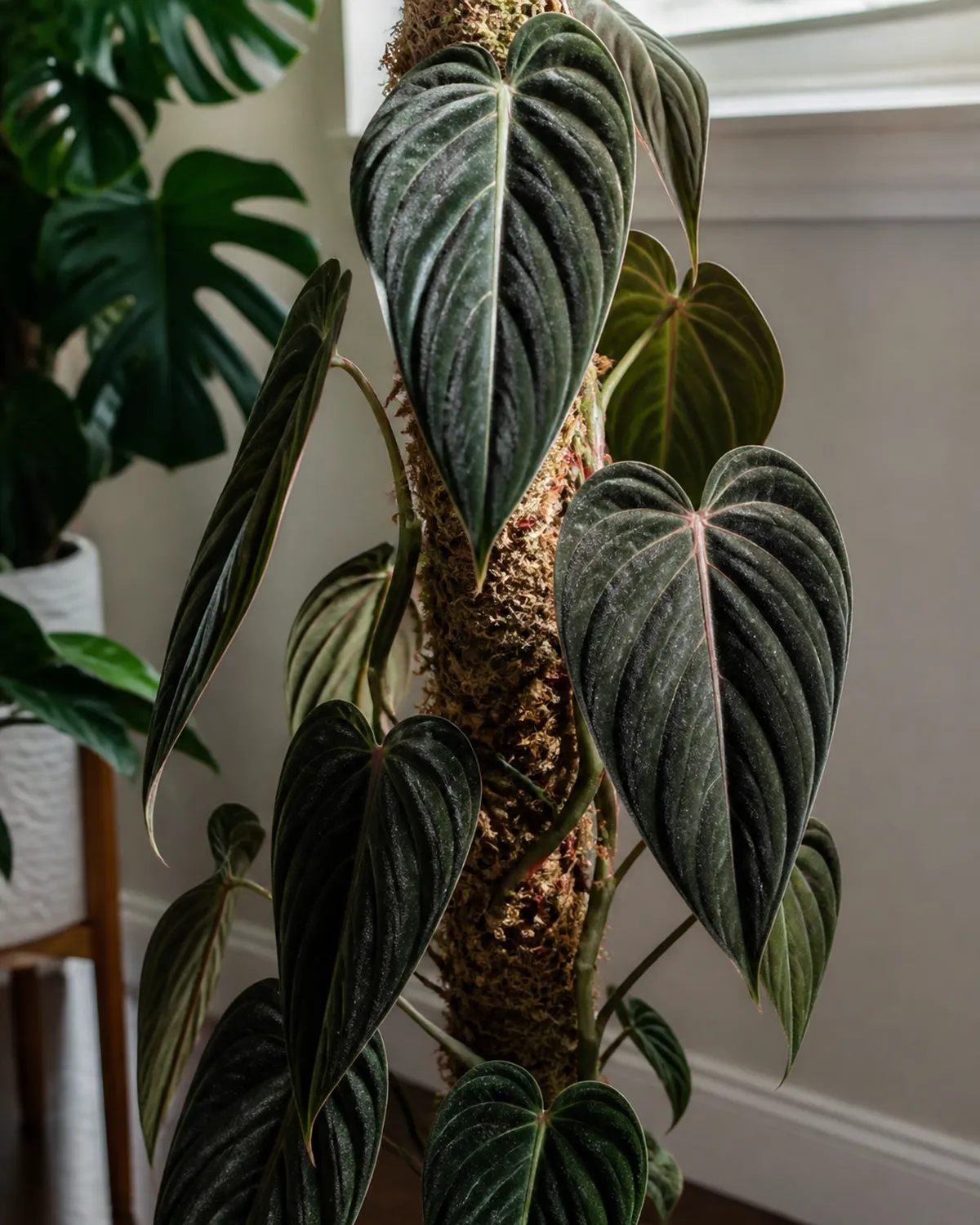 A Philodendron melanochrysum climbing a tall moss pole with elongated dark heart-shaped velvet leaves showing crystalline sparkle on the surface