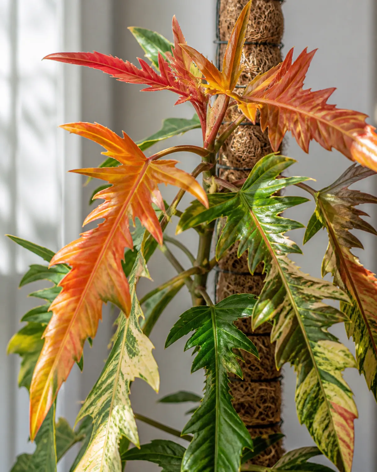 A Ring of Fire philodendron close-up showing deeply serrated leaf edges and multicolor variegation in orange red cream green and yellow on narrow toothed leaves